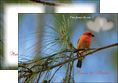 creer modele en ligne depliant 2 volets  4 pages  mariage faire part de mariage invitation mariage MLGI34490