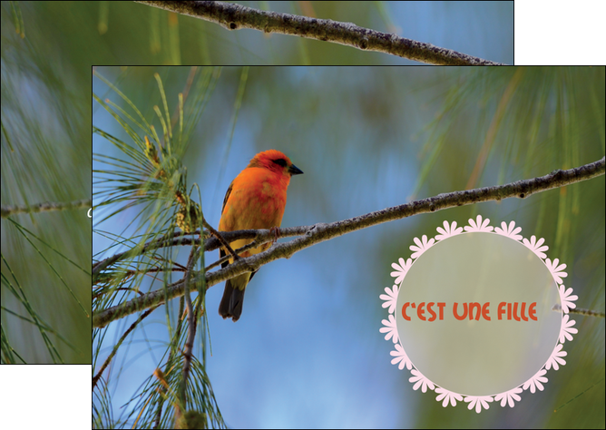 creer modele en ligne flyers faire part de naissance carte de naissance modele de carte de naissance MIDBE34516